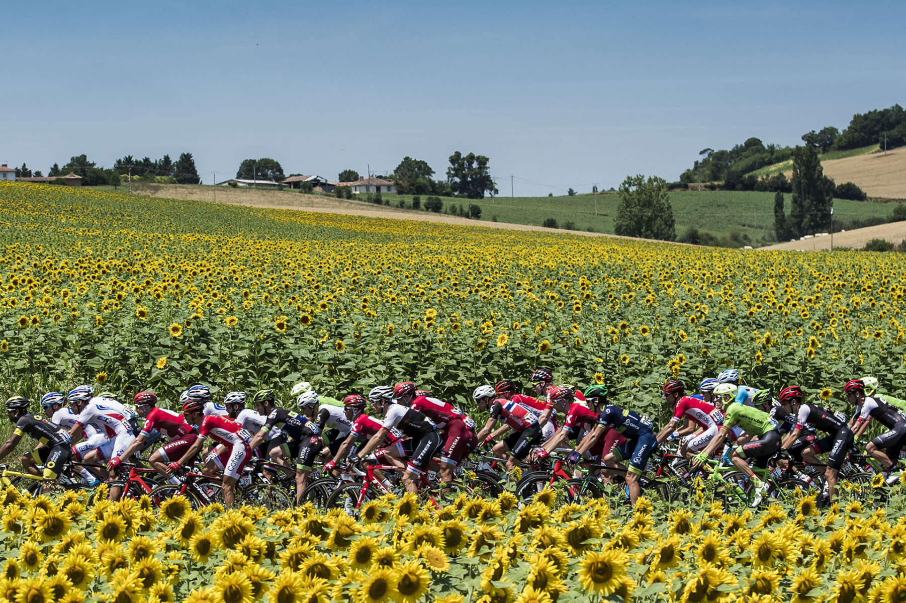 Tour de France 2016 - Stage Seven - The peloton rides past a field of sunflowers